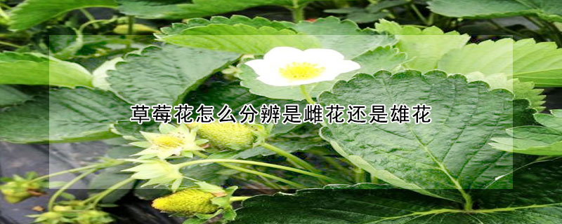 草莓花怎么分辨是雌花還是雄花