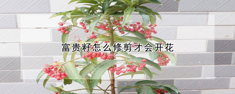 富貴籽怎么修剪才會(huì)開花