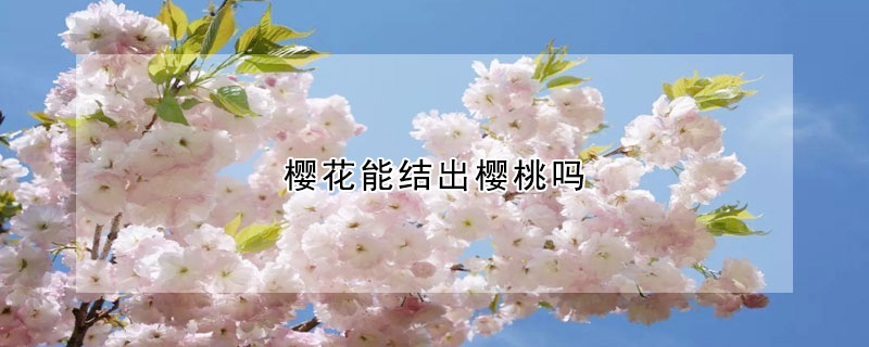 櫻花能結(jié)出櫻桃嗎