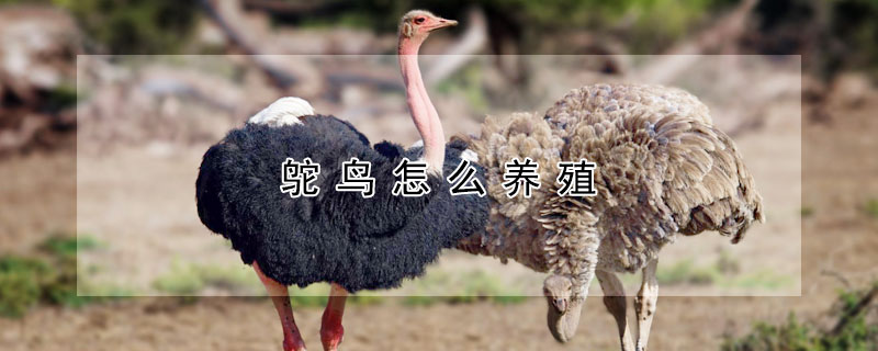 鴕鳥怎么養殖