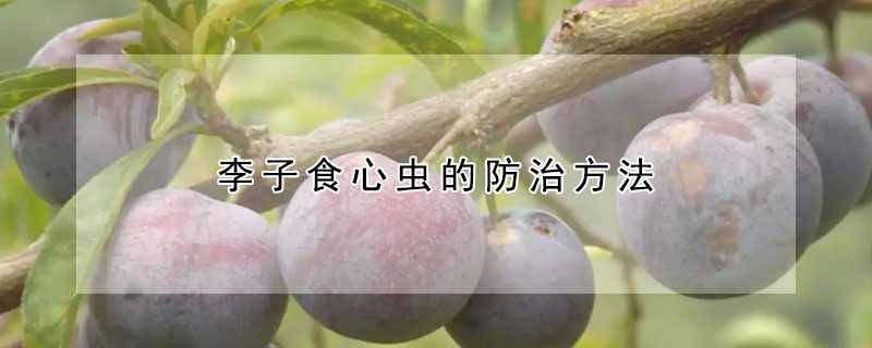 李子食心蟲的防治方法