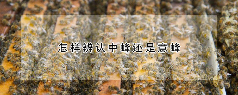 怎樣辨認中蜂還是意蜂