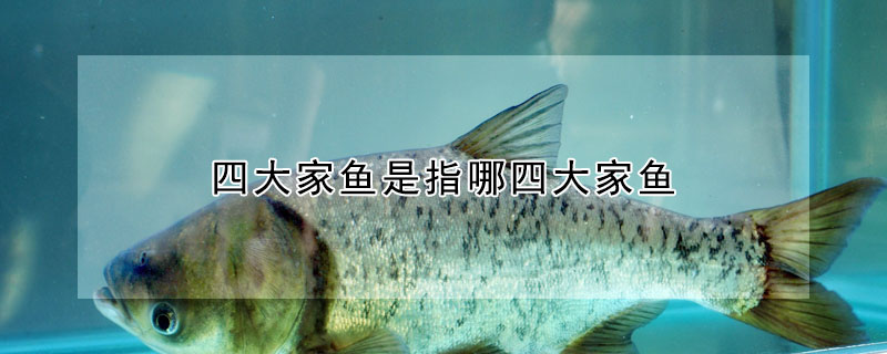 四大家魚(yú)是指哪四大家魚(yú)