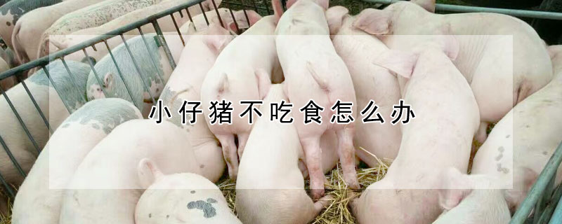 小仔豬不吃食怎么辦