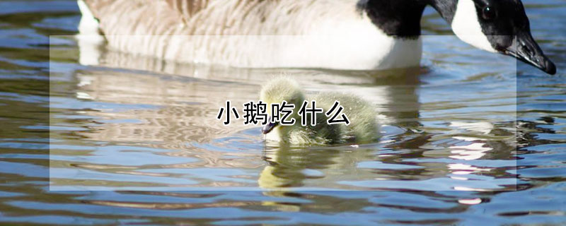 小鵝吃什么