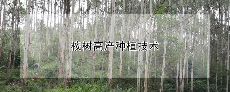 桉樹(shù)高產(chǎn)種植技術(shù)