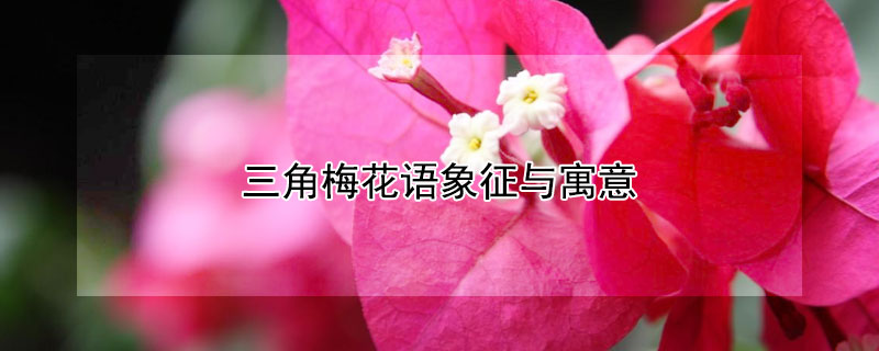 三角梅花語(yǔ)象征與寓意