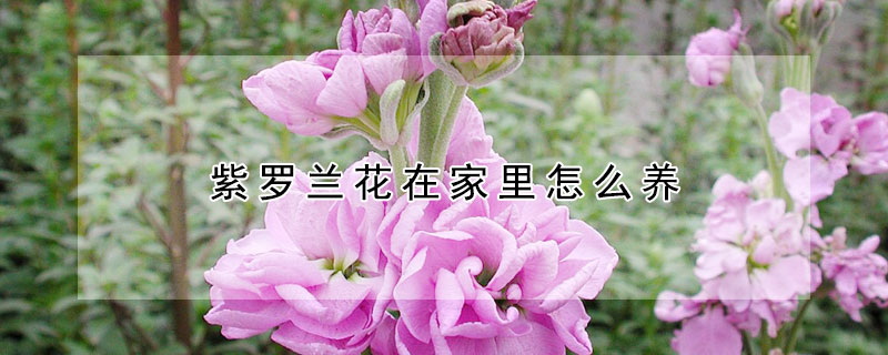 紫羅蘭花在家里怎么養(yǎng)