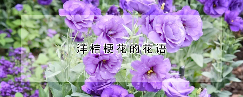 洋桔梗花的花語(yǔ)