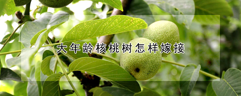 大年齡核桃樹(shù)怎樣嫁接