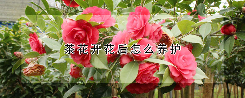 茶花開花后怎么養護