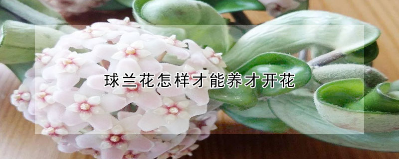 球蘭花怎樣才能養(yǎng)才開花