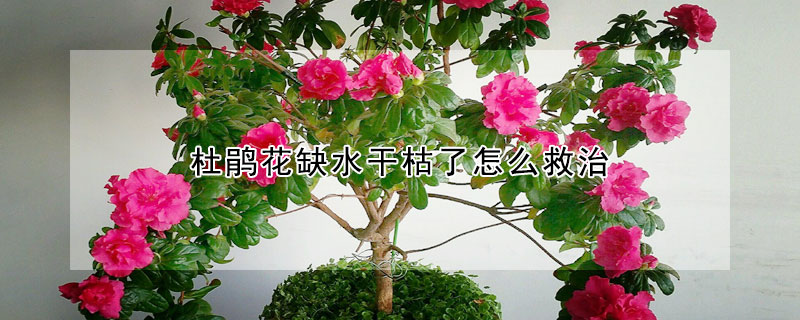 杜鵑花缺水干枯了怎么救治