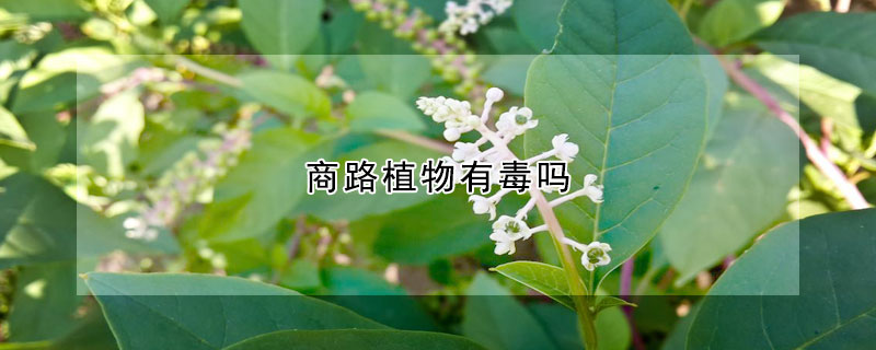 商路植物有毒嗎