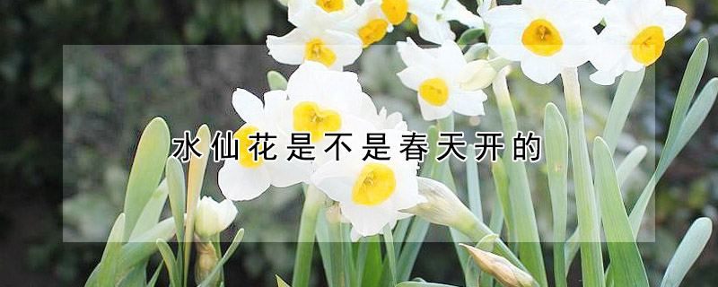 水仙花是不是春天開(kāi)的