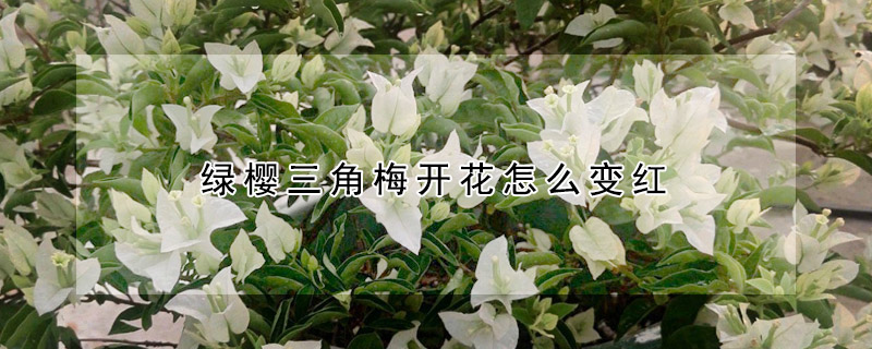 綠櫻三角梅開花怎么變紅