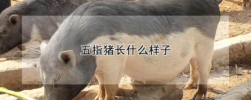 五指豬長(zhǎng)什么樣子