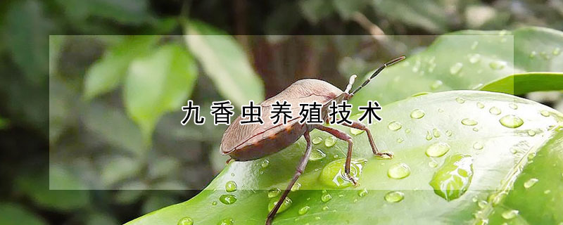 九香蟲養(yǎng)殖技術(shù)