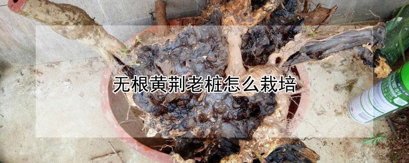 無根黃荊老樁怎么栽培