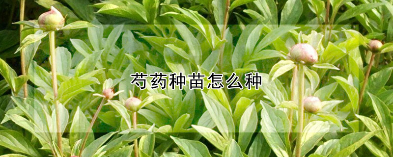 芍藥種苗怎么種