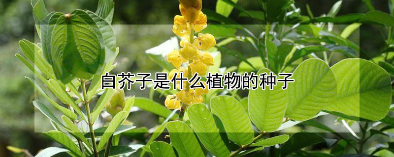 白芥子是什么植物的種子