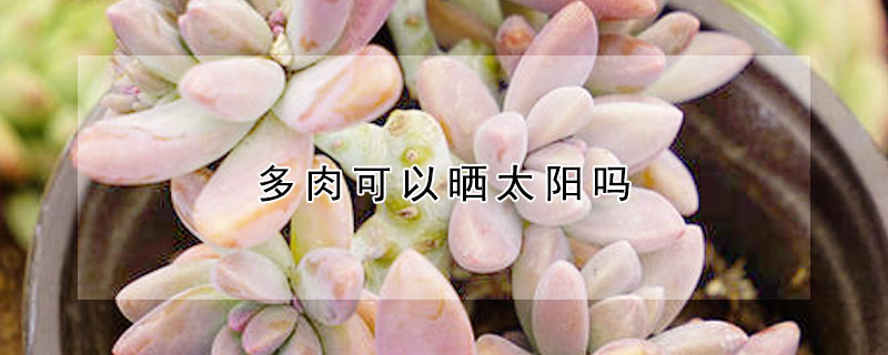 多肉可以曬太陽(yáng)嗎