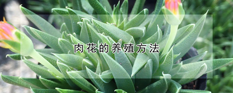 肉花的養(yǎng)殖方法