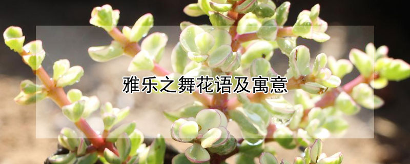 雅樂之舞花語及寓意