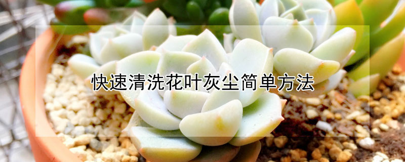 快速清洗花葉灰塵簡單方法