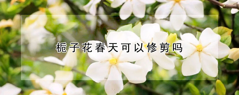 梔子花春天可以修剪嗎