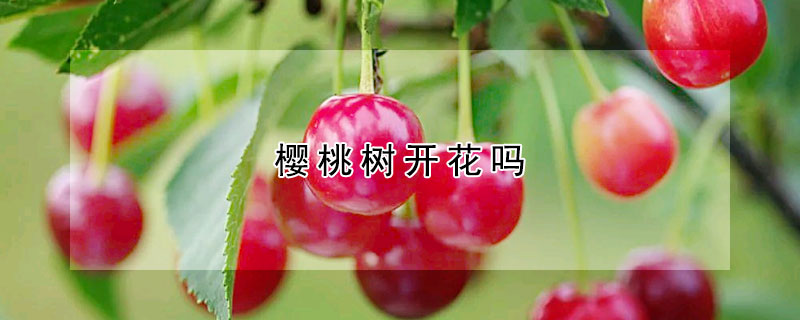 櫻桃樹開花嗎