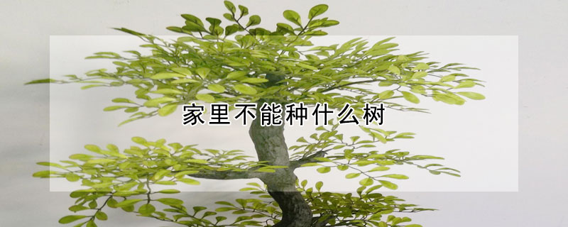 家里不能種什么樹