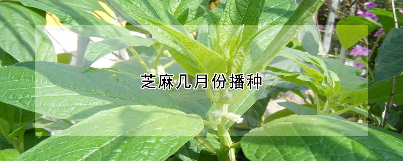 芝麻幾月份播種