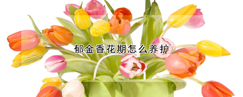 郁金香花期怎么養護