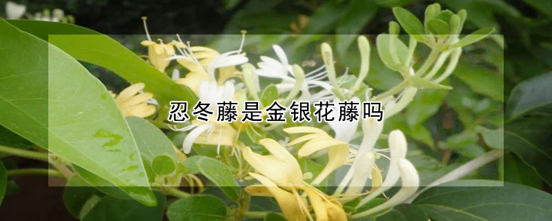 忍冬藤是金銀花藤嗎