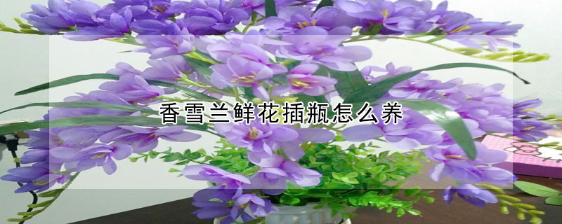 香雪蘭鮮花插瓶怎么養(yǎng)