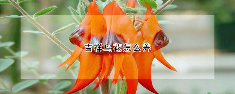 吉祥鳥花怎么養(yǎng)