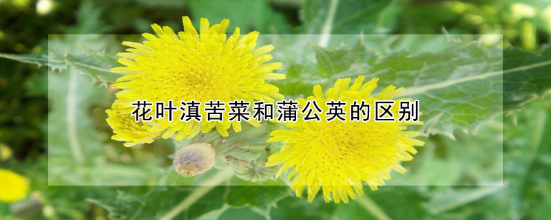 花葉滇苦菜和蒲公英的區別