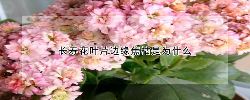 長壽花葉片邊緣焦枯是為什么