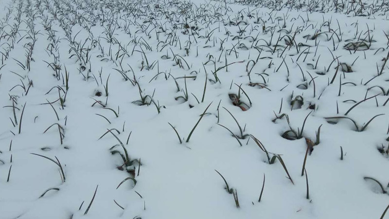 雪對農(nóng)作物的影響