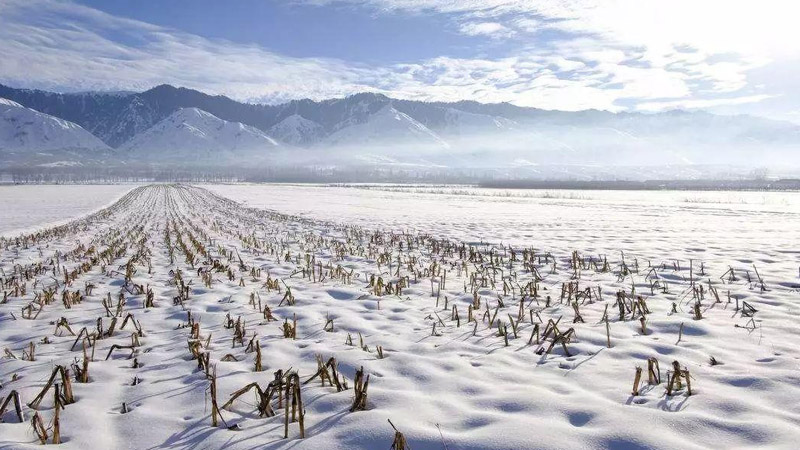 下雪對(duì)莊稼的好處