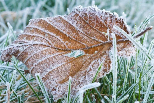 下雪對(duì)莊稼的好處