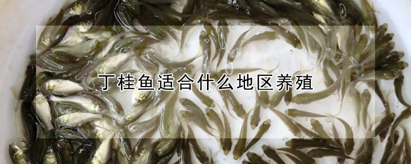 丁桂魚(yú)適合什么地區(qū)養(yǎng)殖