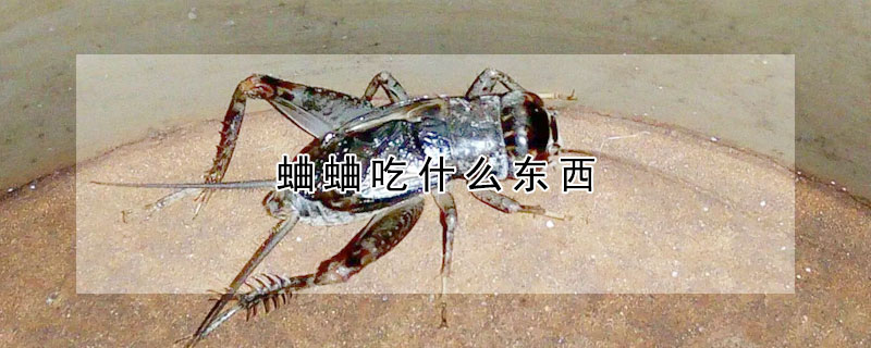 蛐蛐吃什么東西