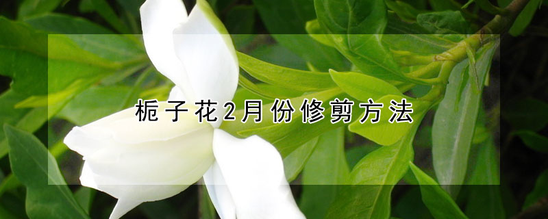 梔子花2月份修剪方法