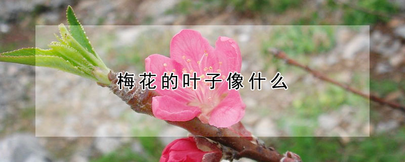 梅花的葉子像什么