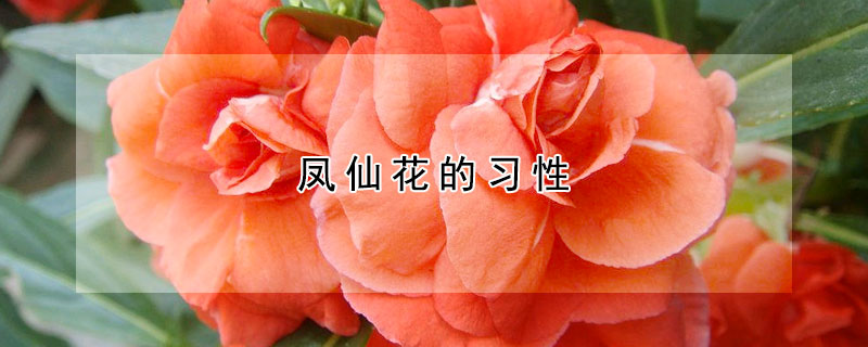 鳳仙花的習(xí)性