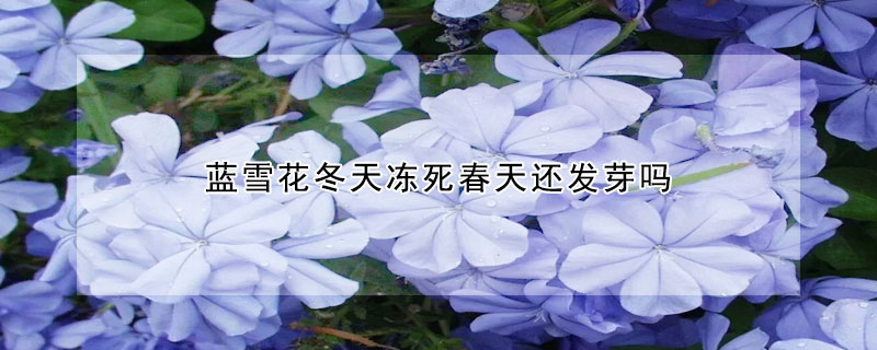 藍(lán)雪花冬天凍死春天還發(fā)芽嗎