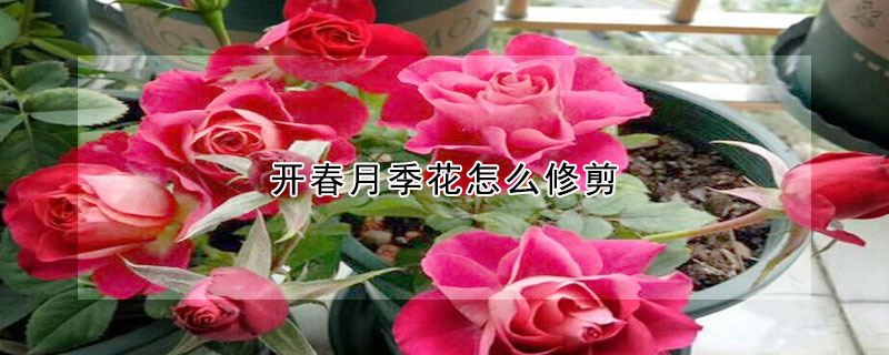 開春月季花怎么修剪