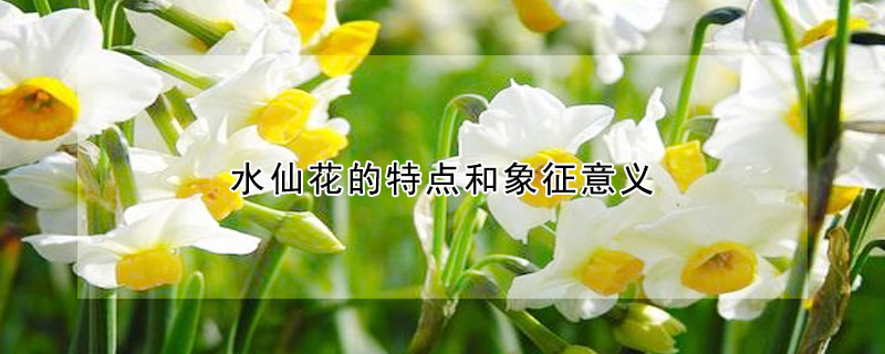 水仙花的特點(diǎn)和象征意義